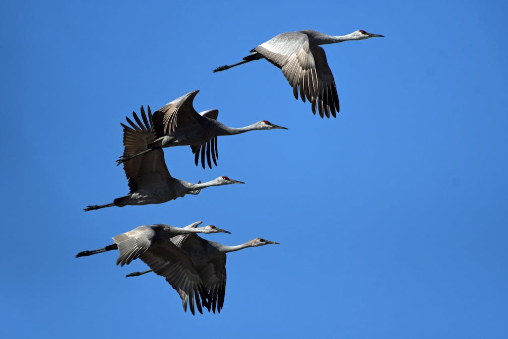 United Flight UA109 Diversion: The Full Story